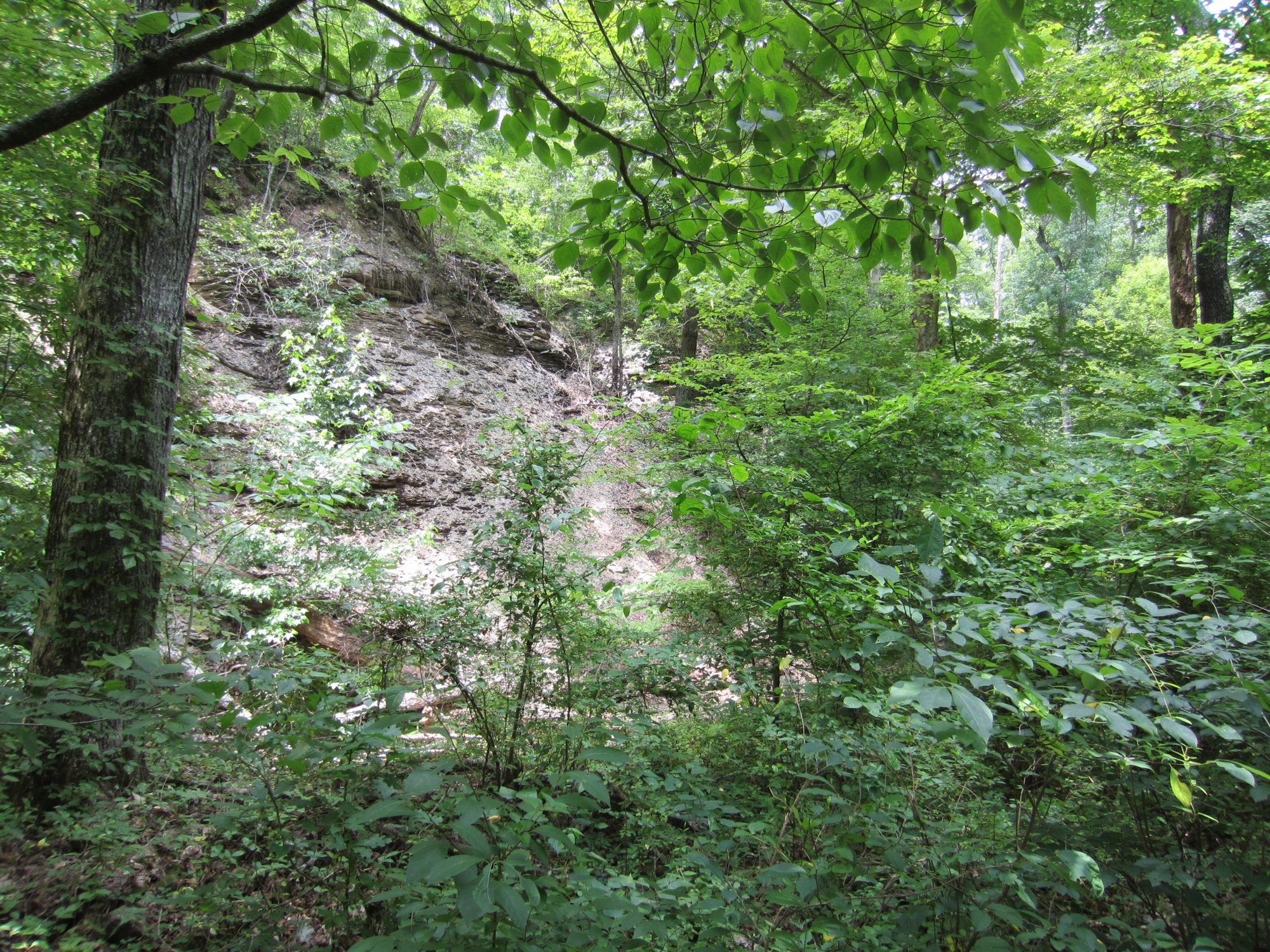 Rocky outcrop on Bernheim Forest trail