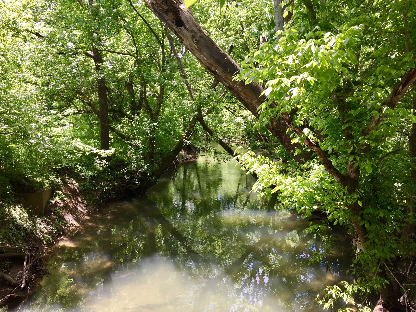 Image of Beargrass Creek at Cherokee Park