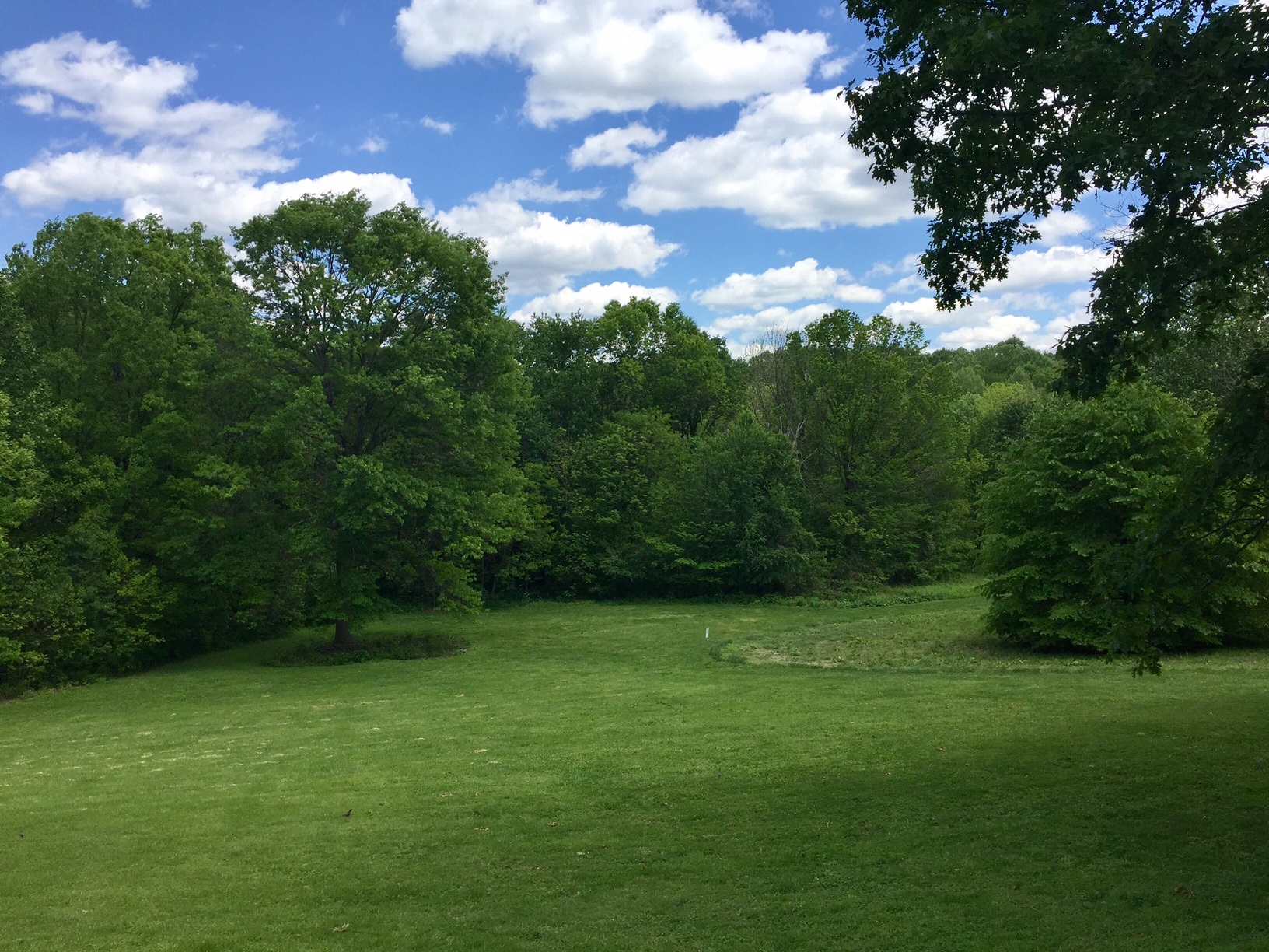 Field at Cherokee Park with full, lush trees