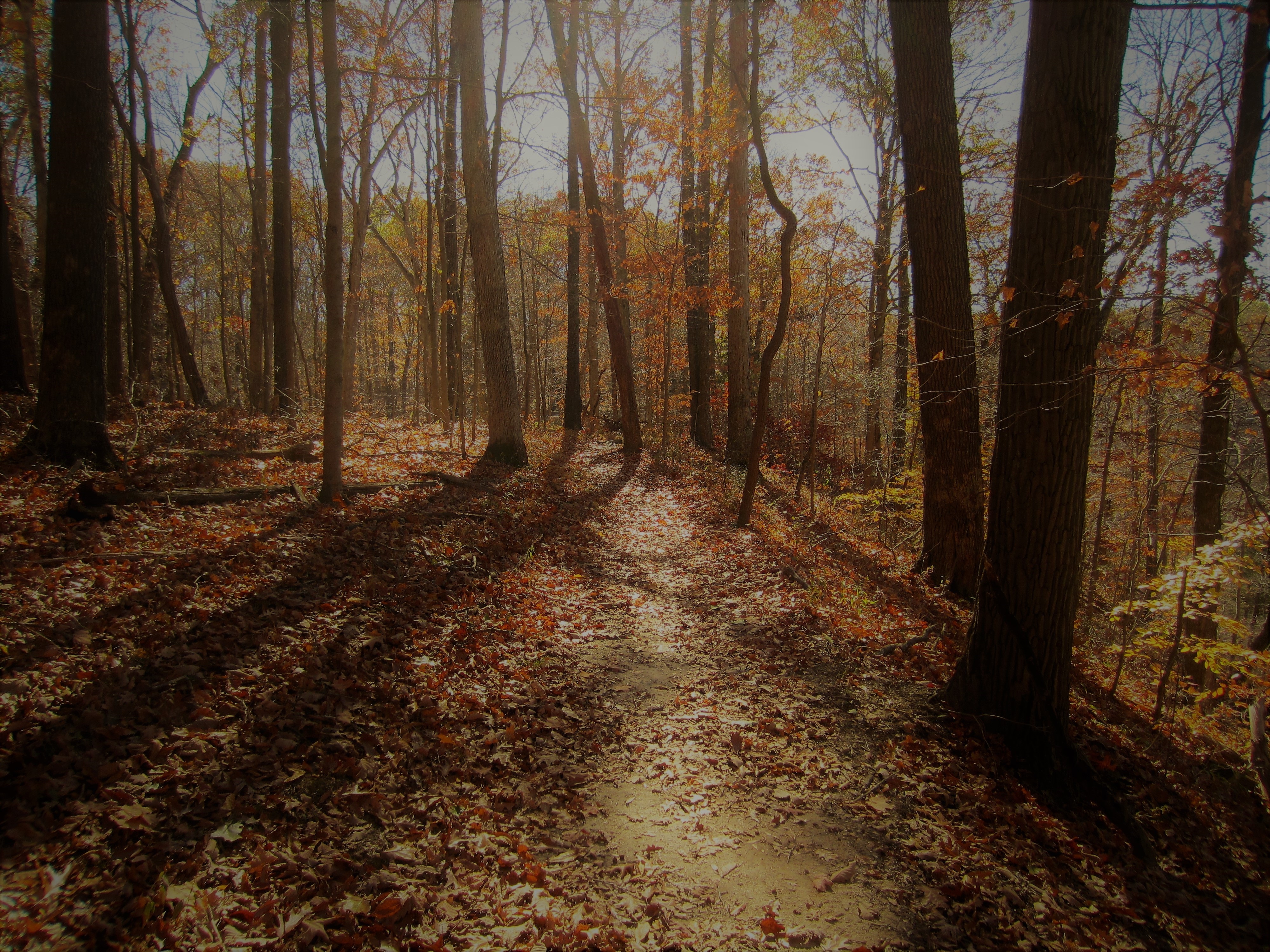 Image of trail at Clifty Falls