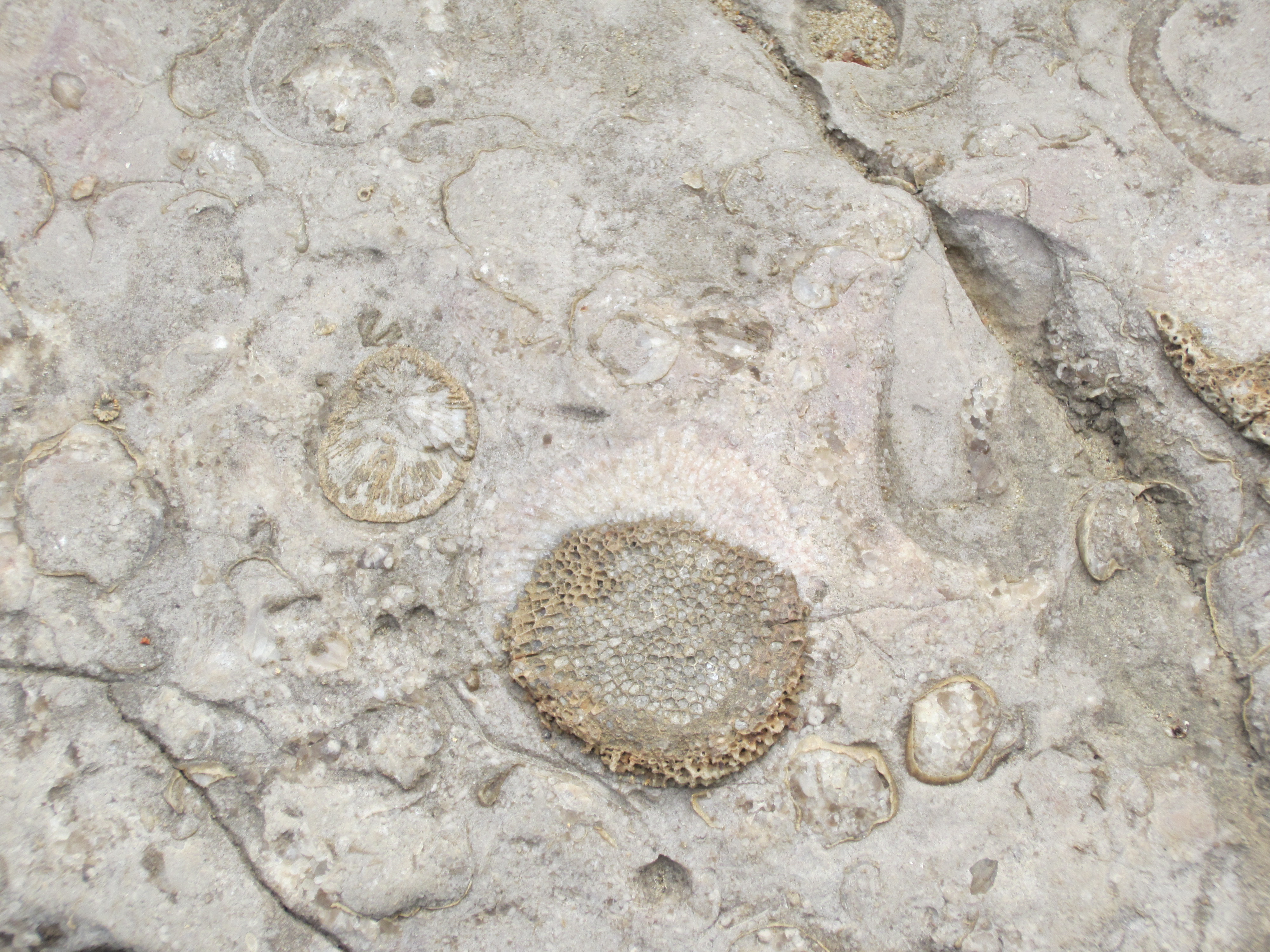 Fossils in rock at Falls of the Ohio State Park