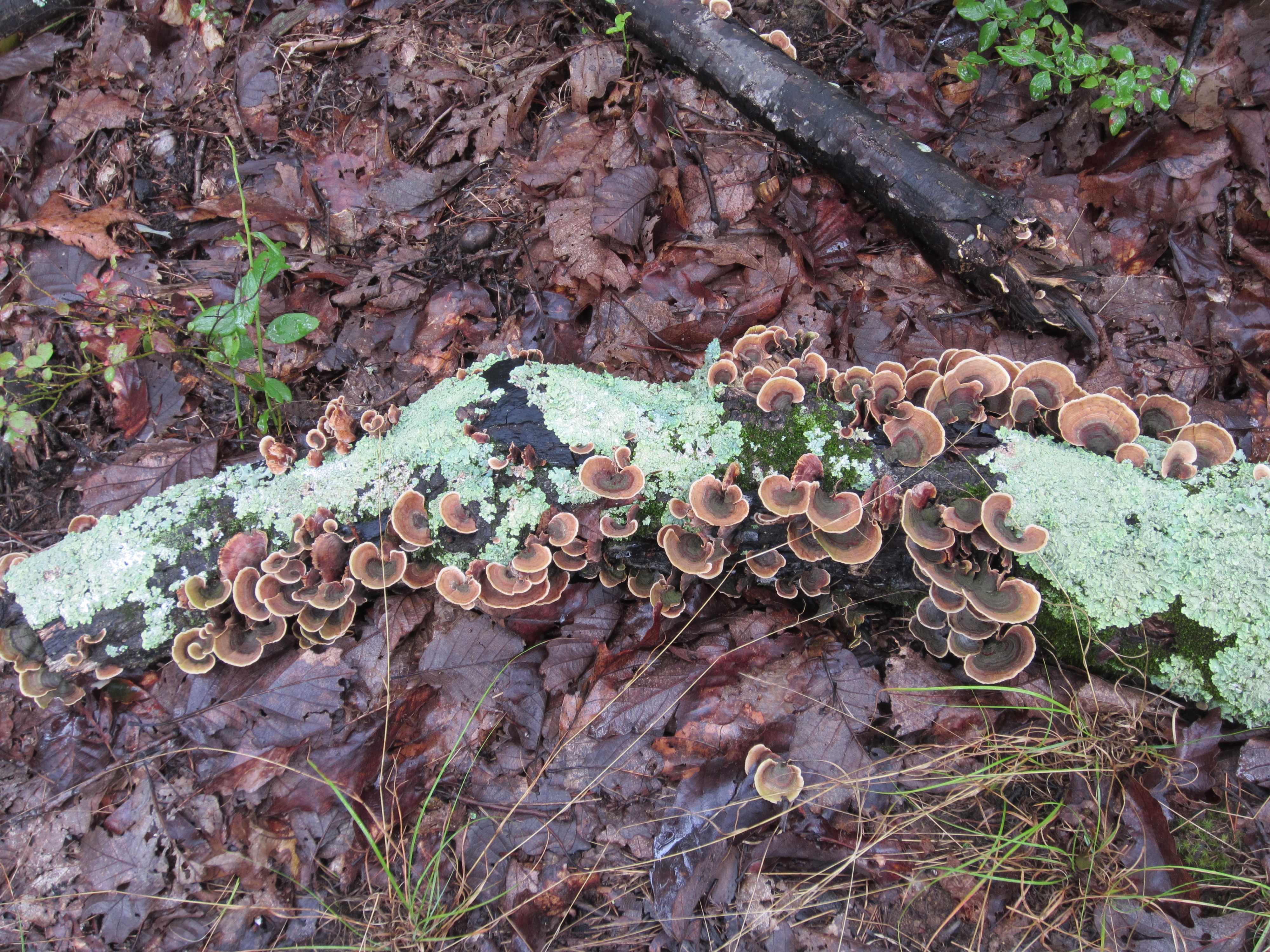 Log with lichen and fungus