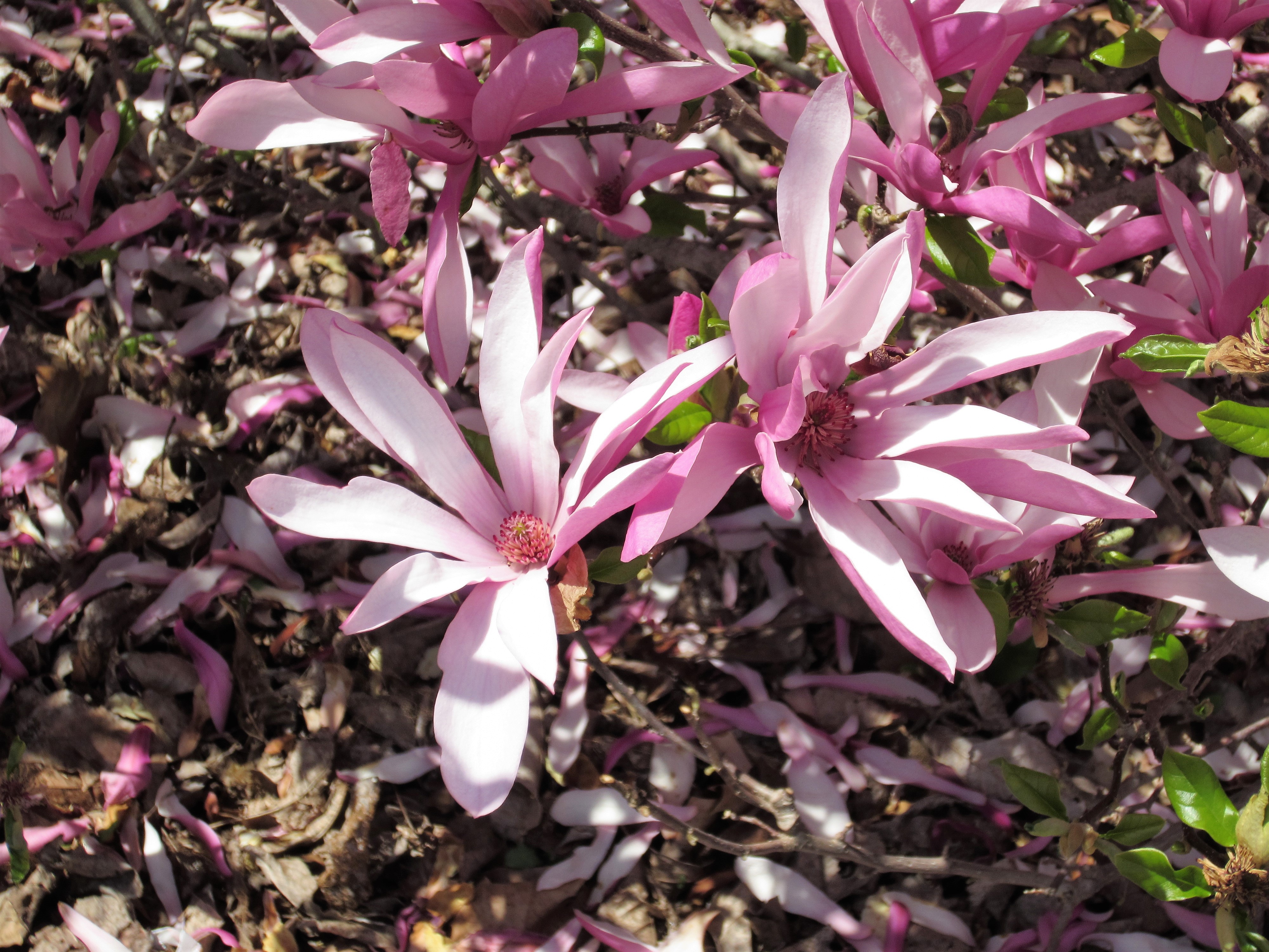 Magnolias bloom at Bernheim Forest