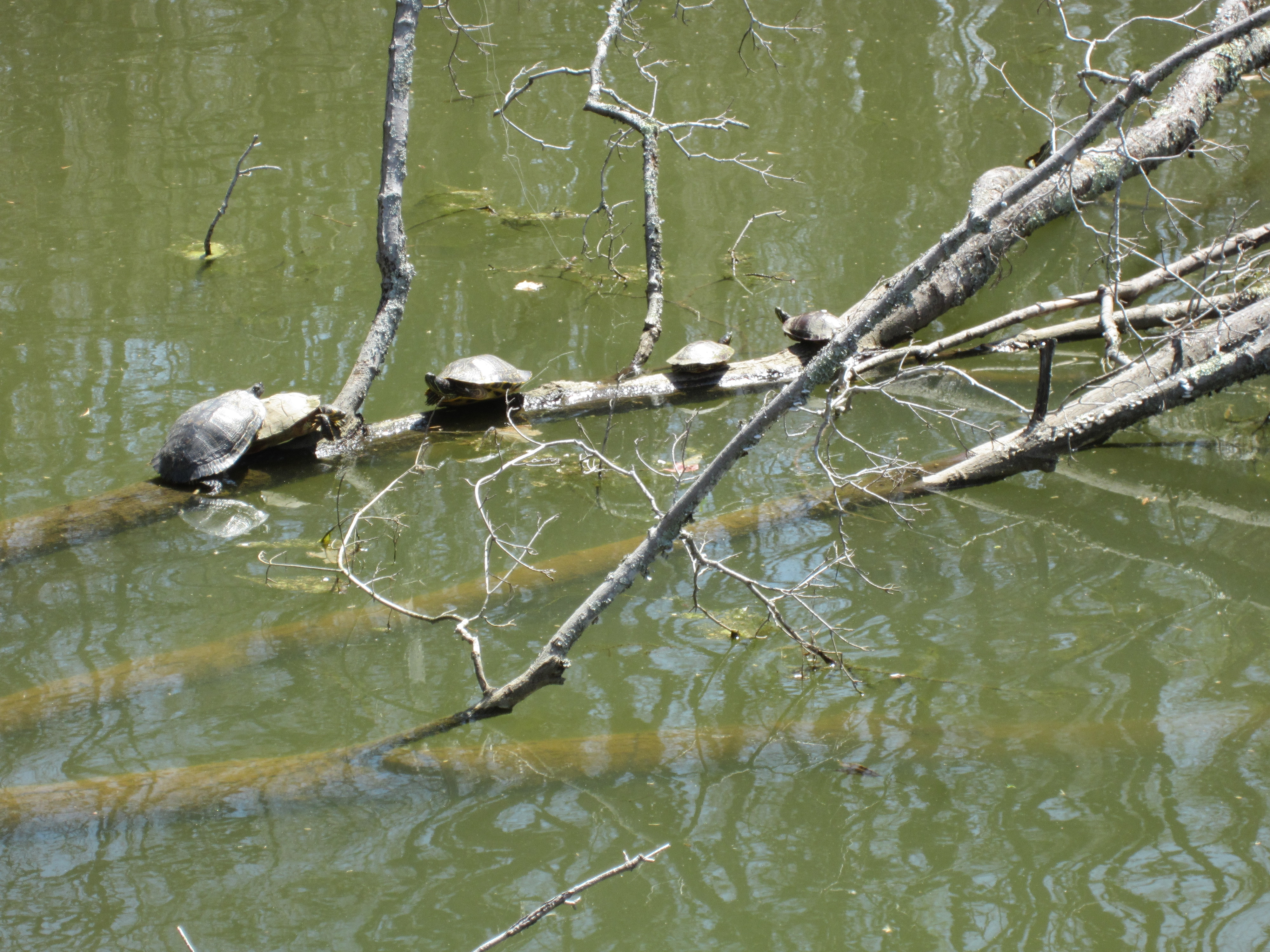 Turtles on a log at Bernheim's Lake Nevin